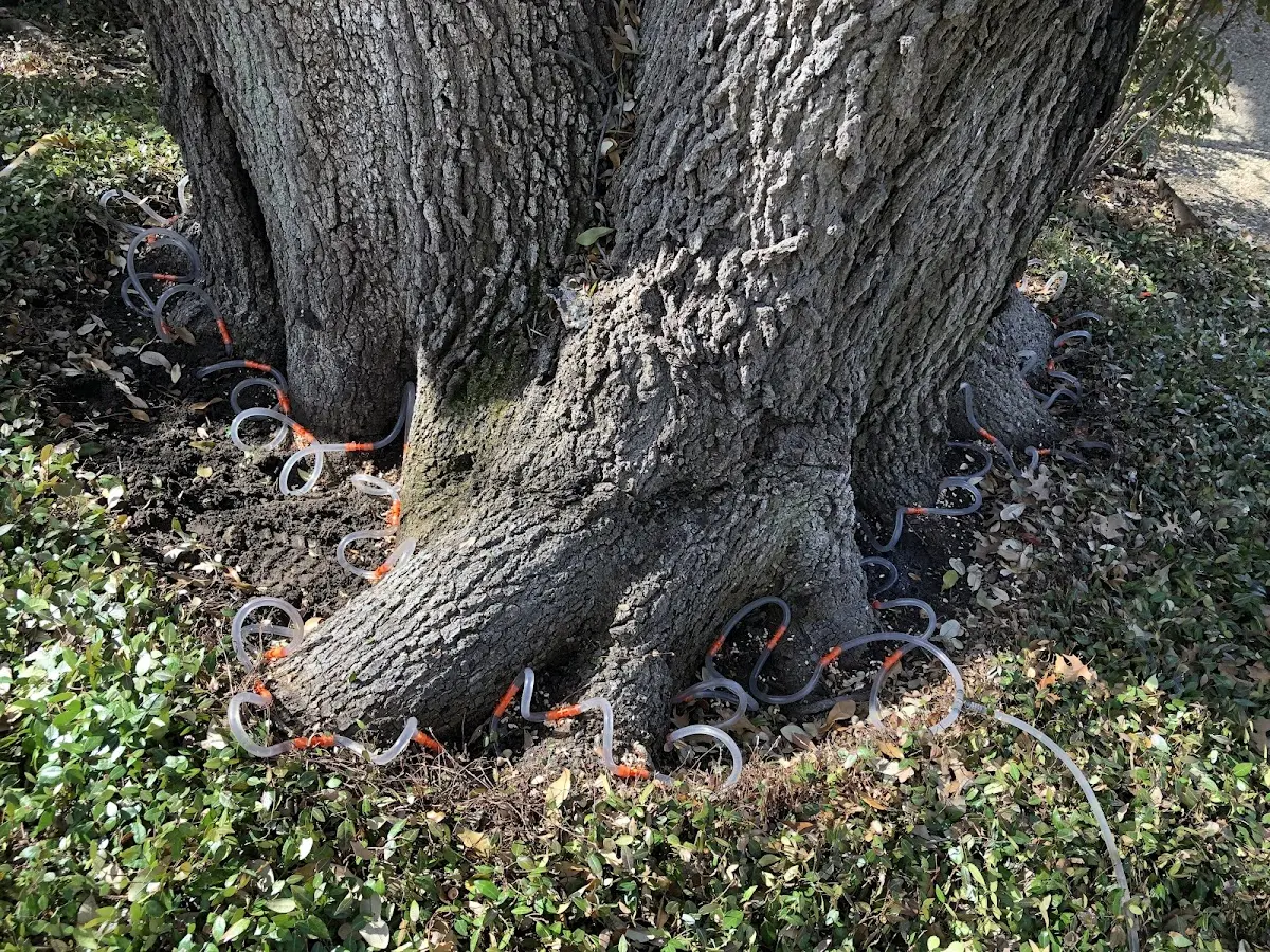Detailed Tree Cabling and Bracing job site in Fordville