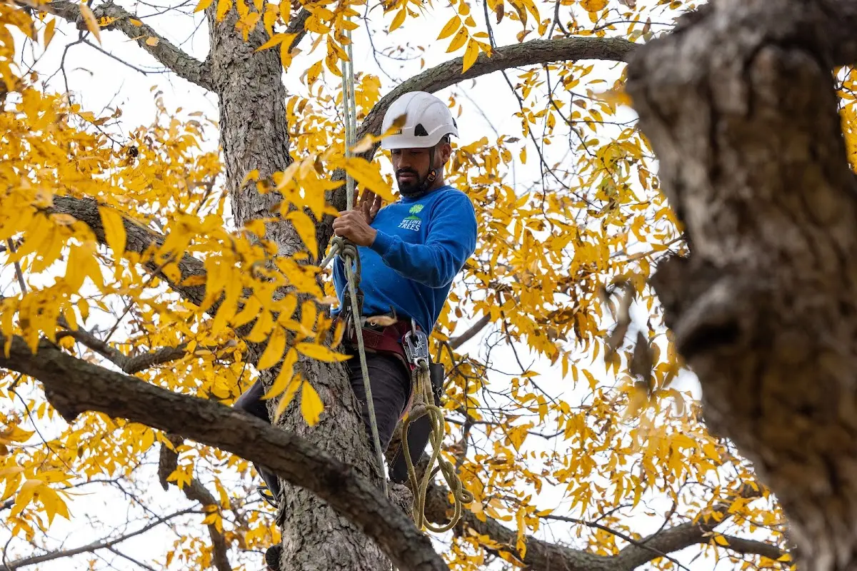 Skilled Tree Pruning crew working in Fordville