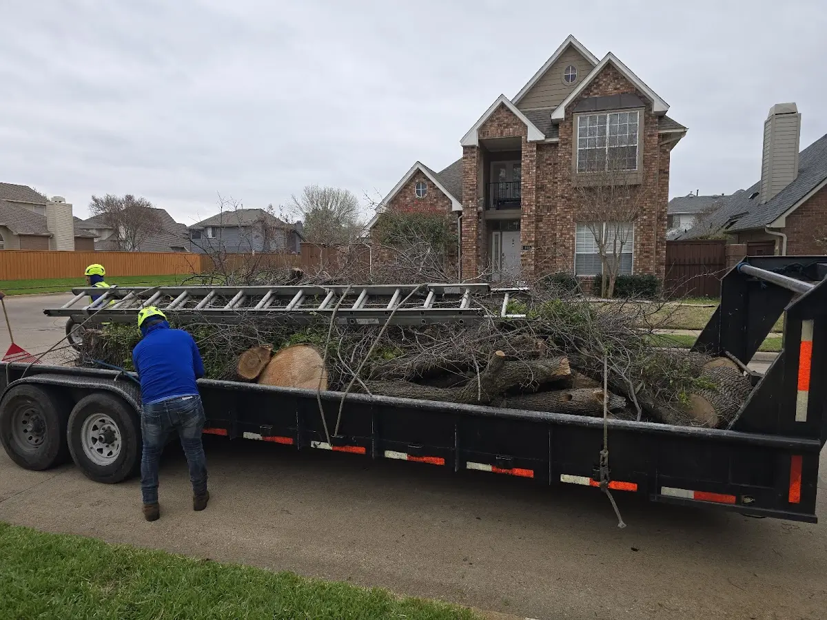 Expert Tree Pest Control with proper safety equipment in Fordville